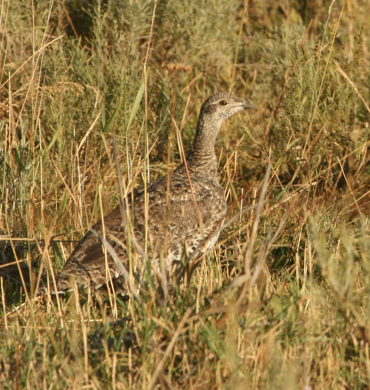 Copy of IMG_5094.JPG