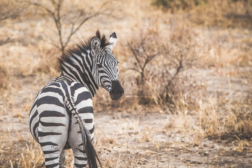 Tanzania-1142.jpg