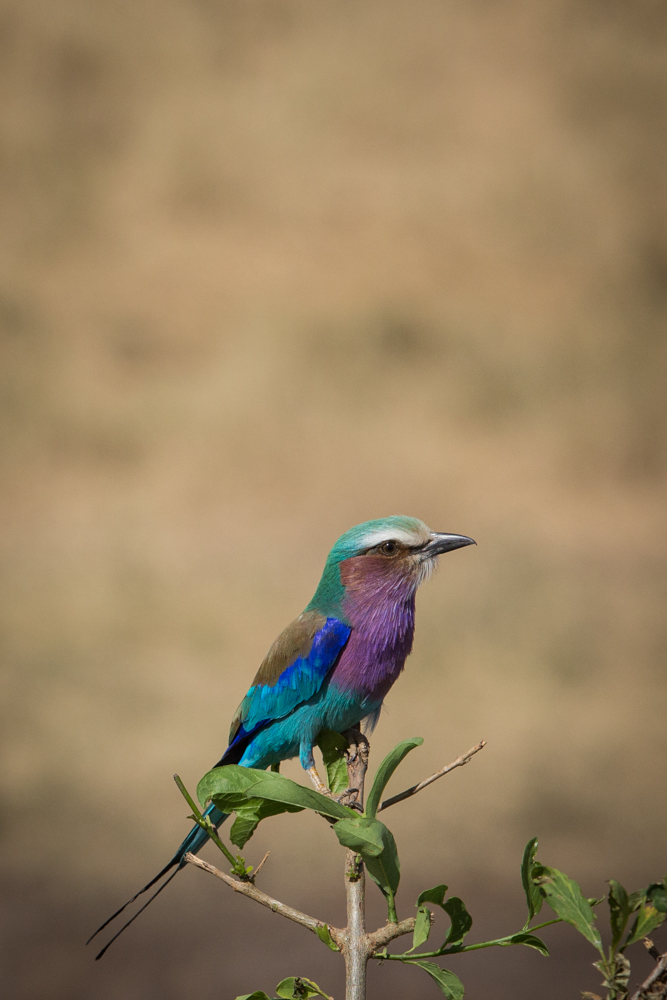 Tanzania-1015.jpg