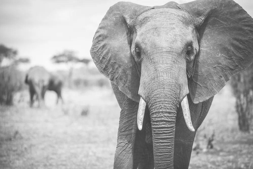 Tanzania-1232.jpg