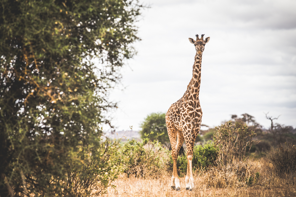 Tanzania-1255.jpg