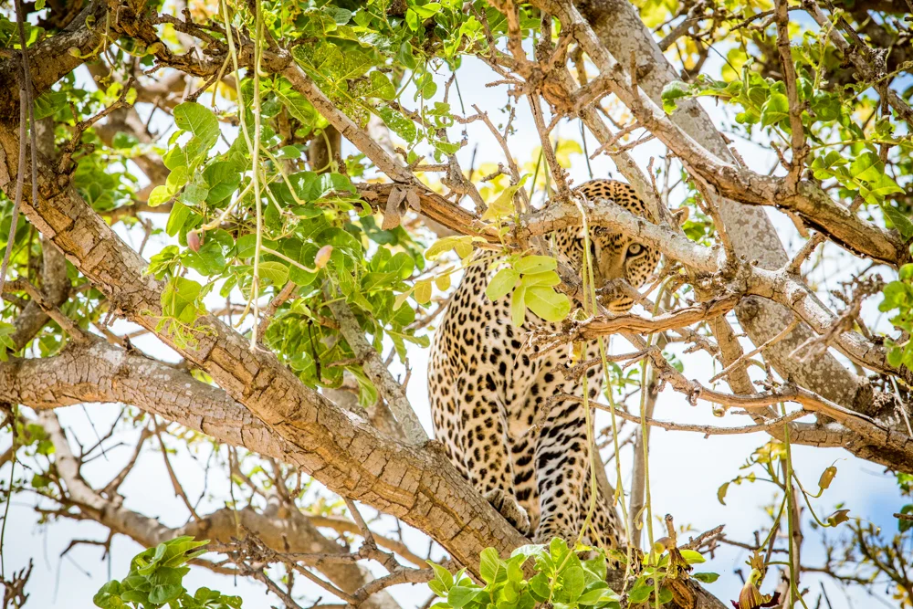 Tanzania-1333.jpg