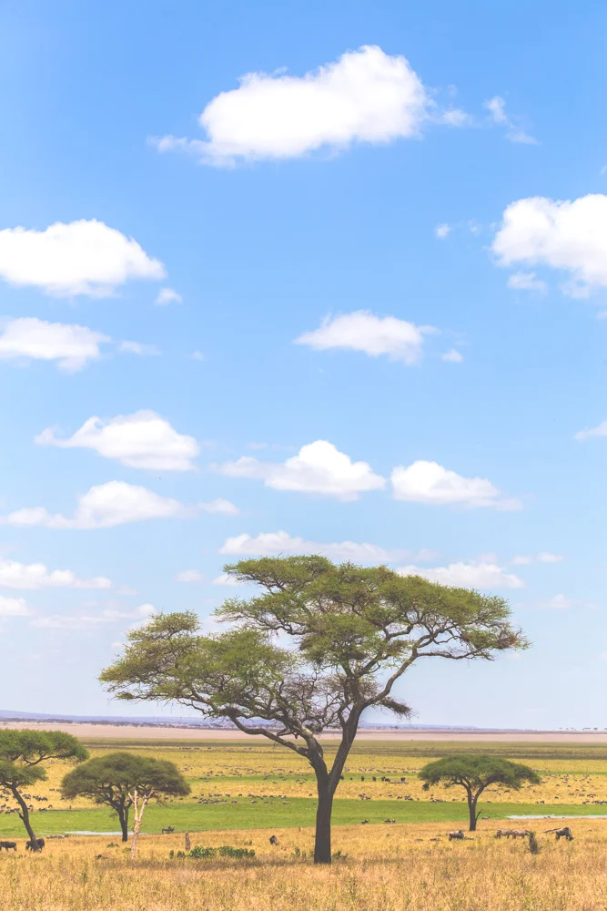 Tanzania-1531.jpg