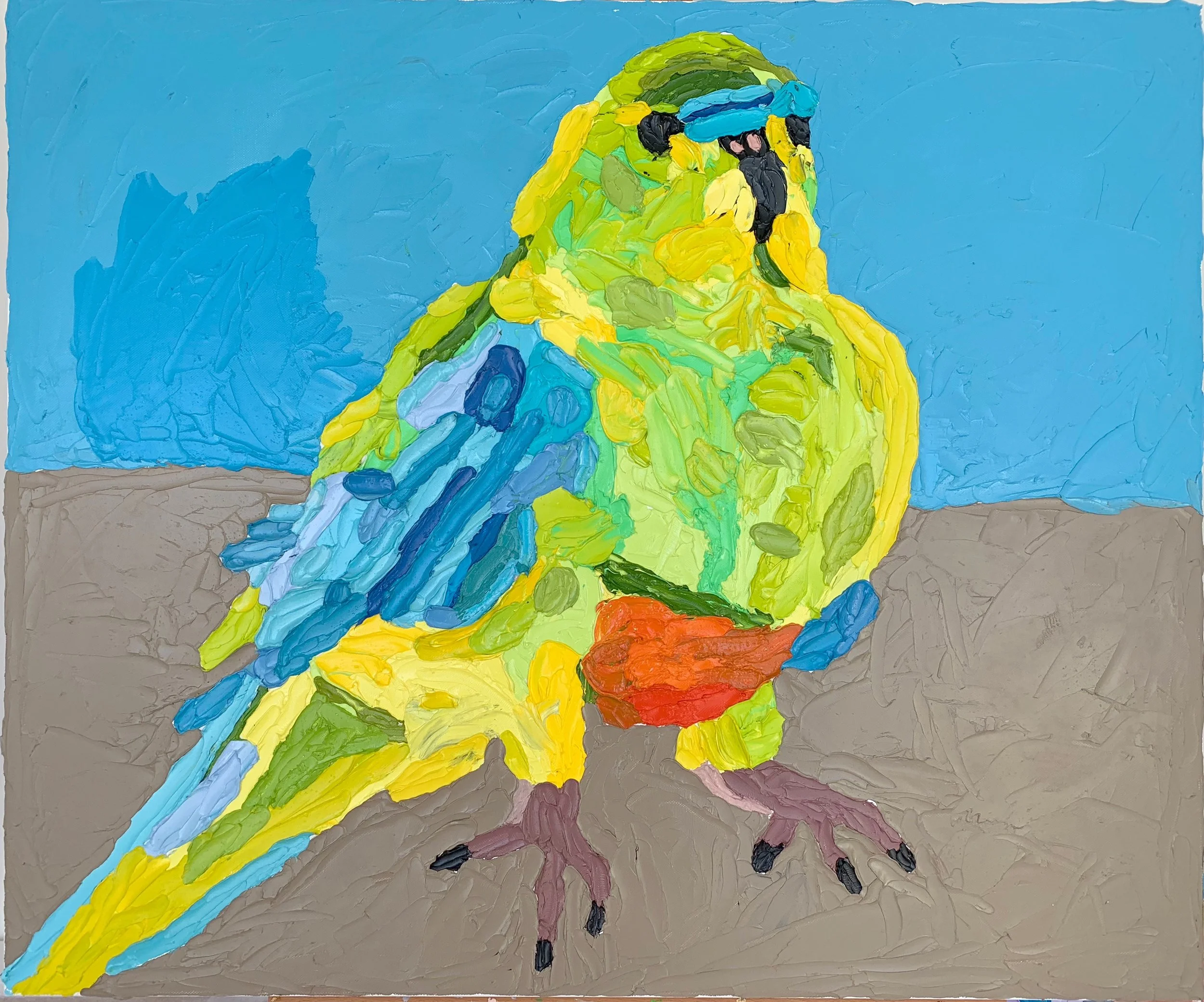 orange bellied parrot III