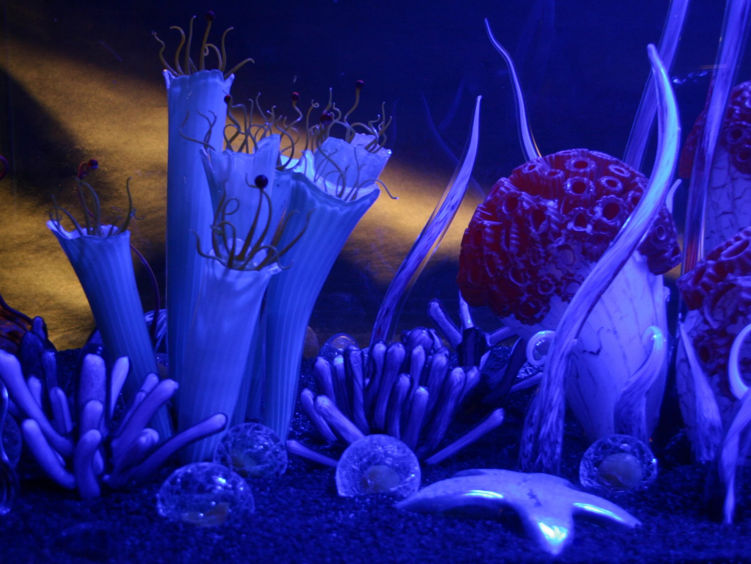 16 DDC Aquarium - night shot 3.jpg