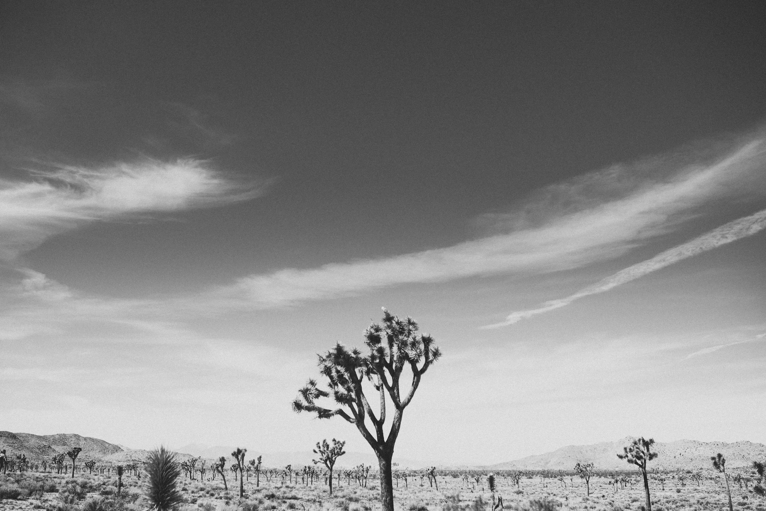 DSC_4193.jpg