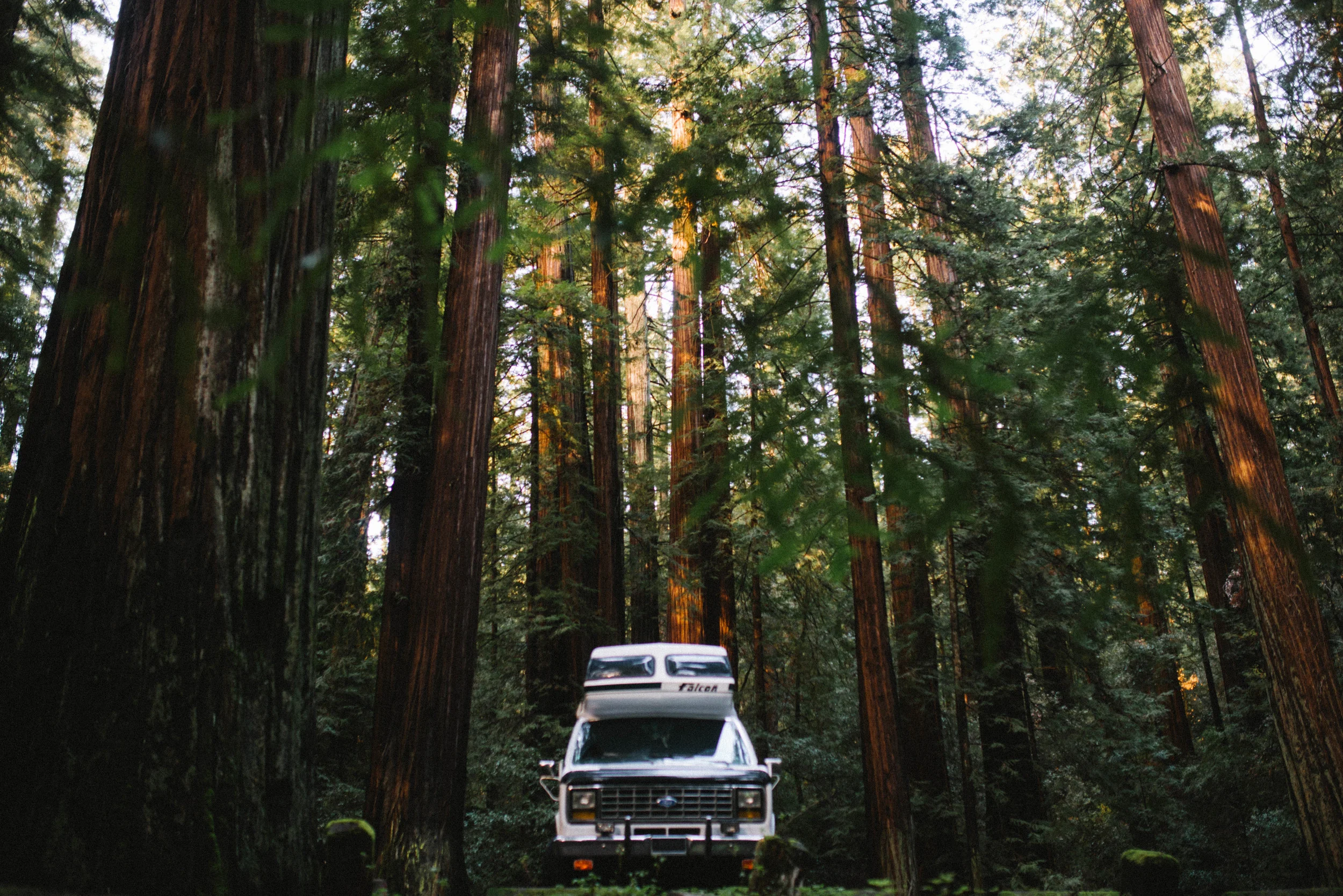 meadow-35.jpg