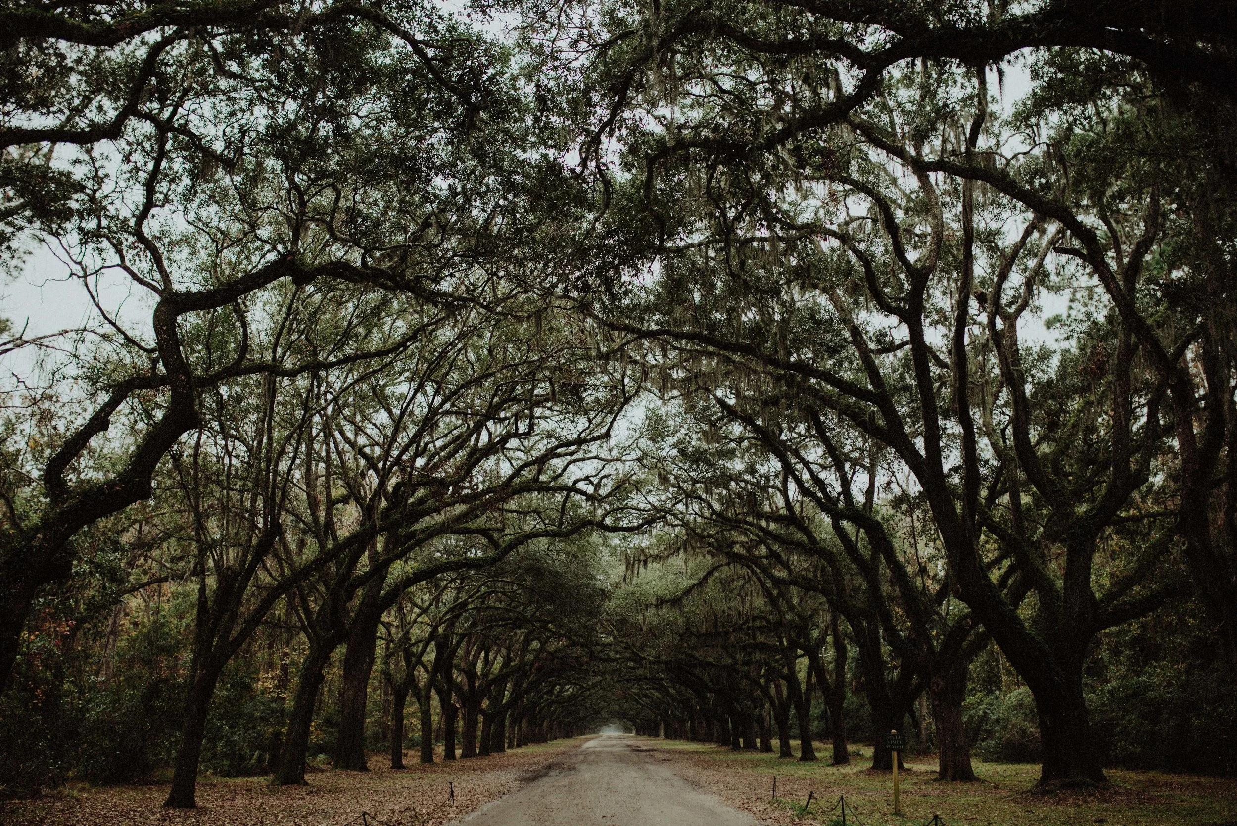 Savannah, Month ONE