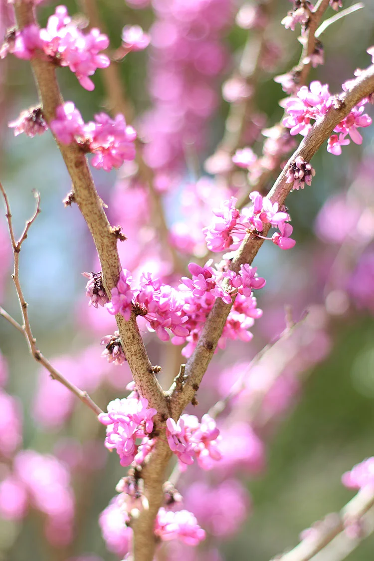Pink-Tree.jpg