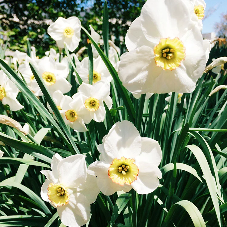 Daffodils.jpg