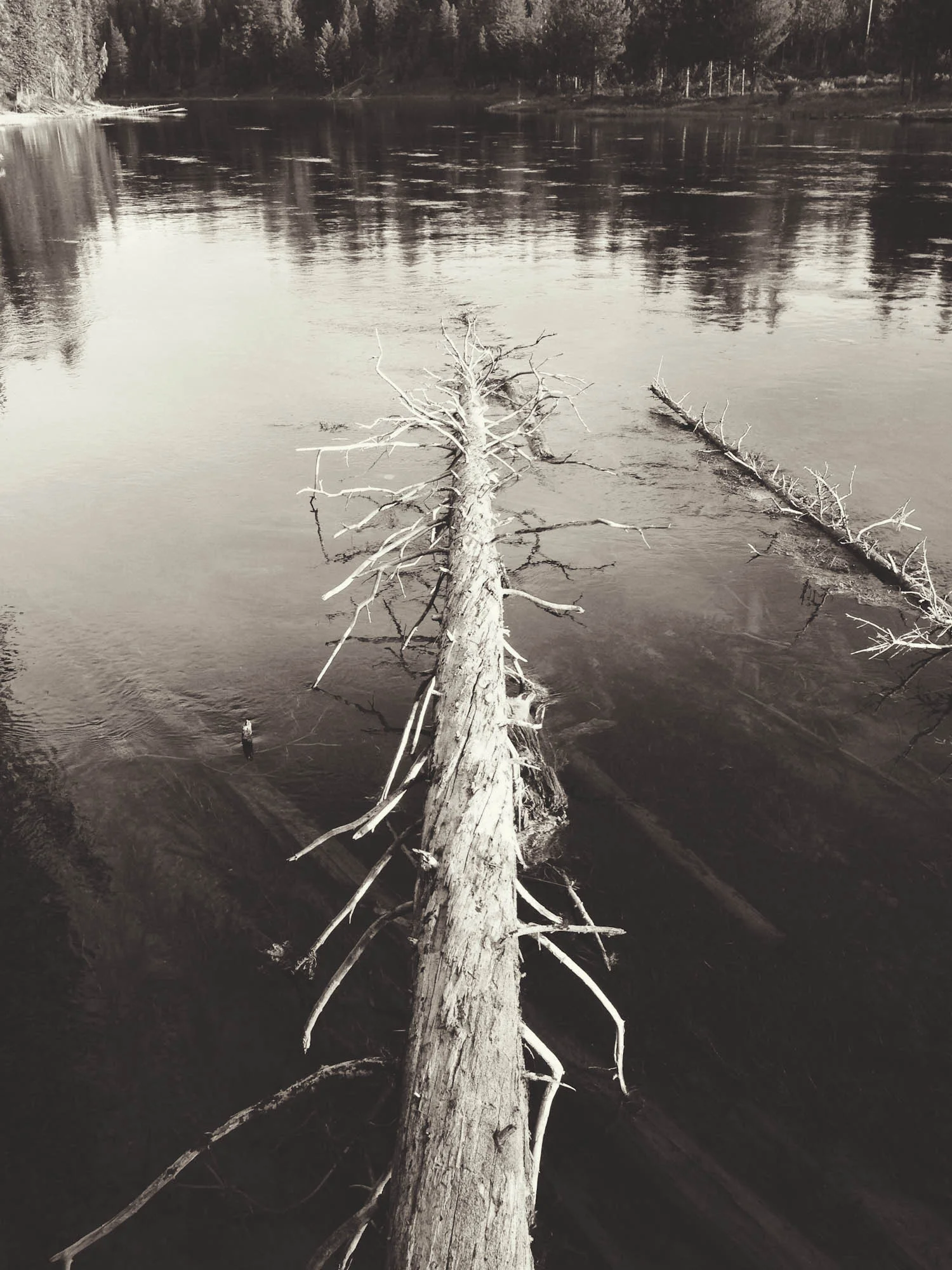 Fallen Tree, Henry's Fork, Island Park, Idaho 2013