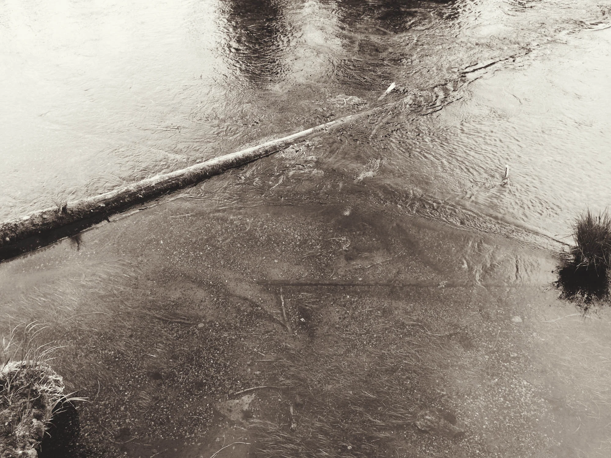 Fallen Trees, Big Springs, Island Park, Idaho 2013