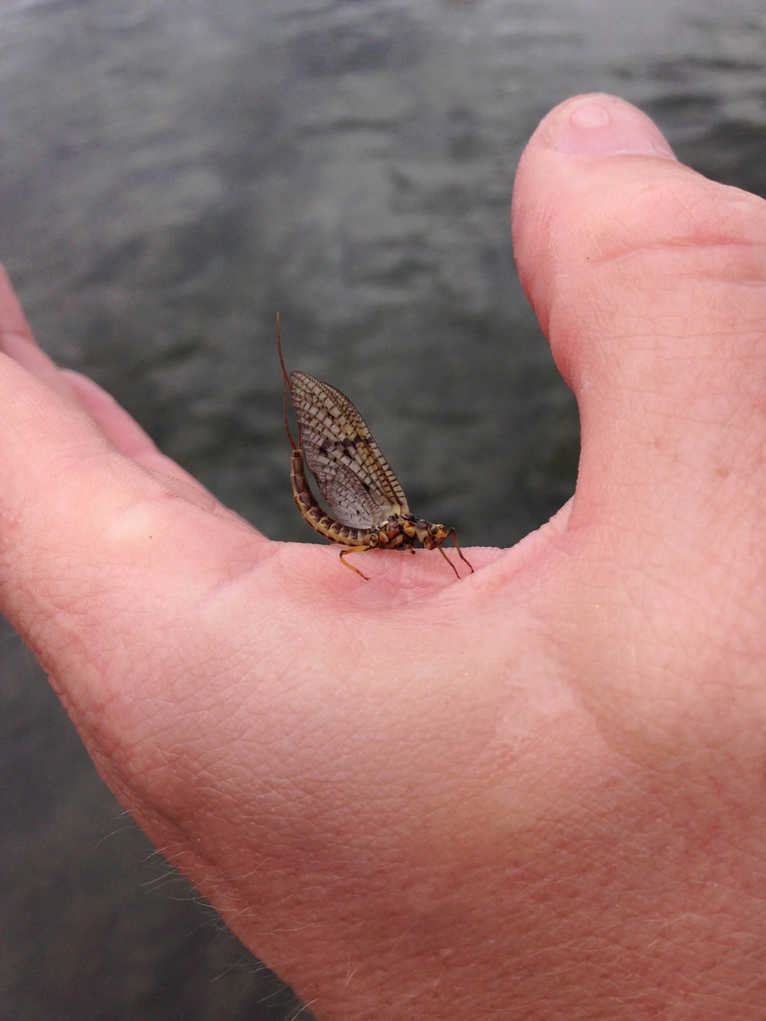 Green Drake With Two Legs Missing, Buffalo River, Island Park, Idaho 2013