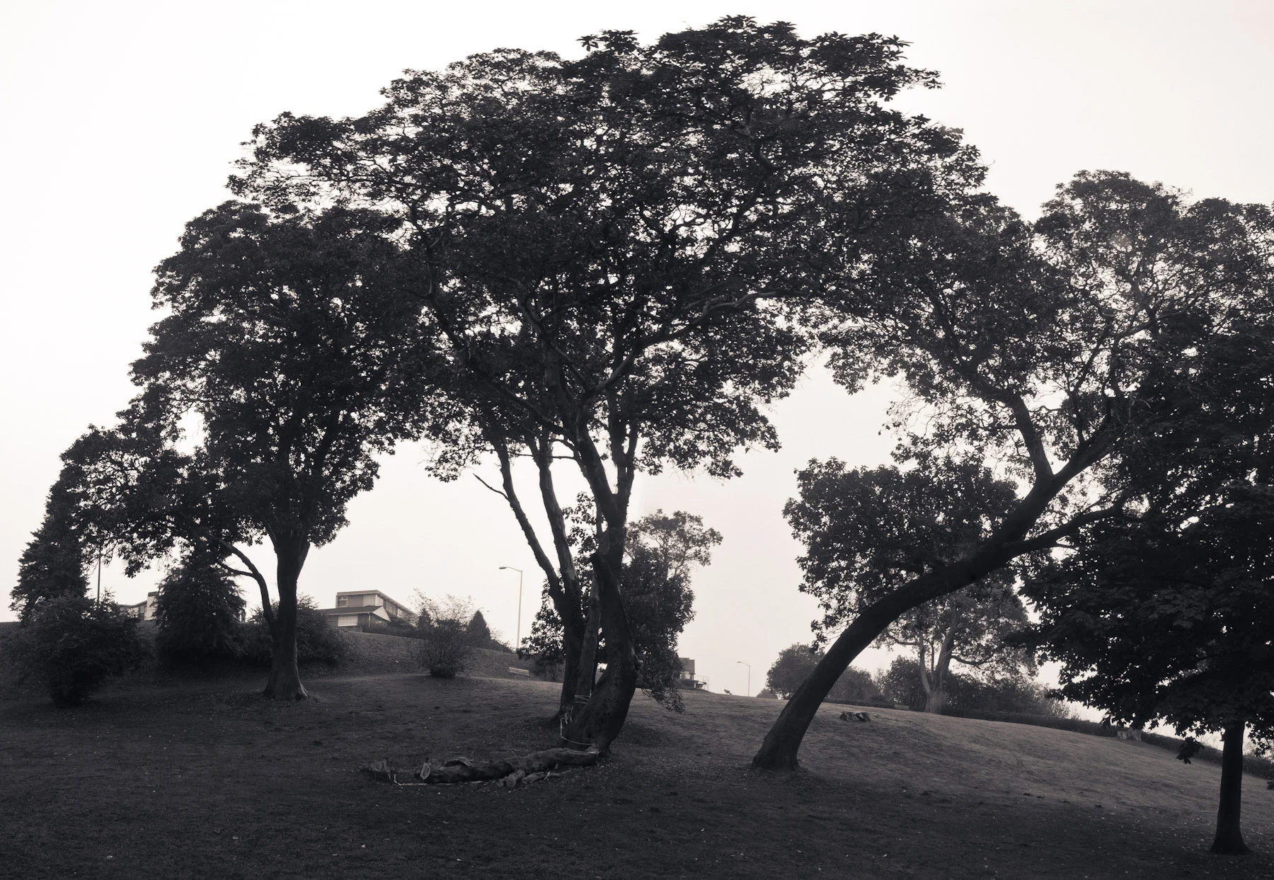 Magnolia Park