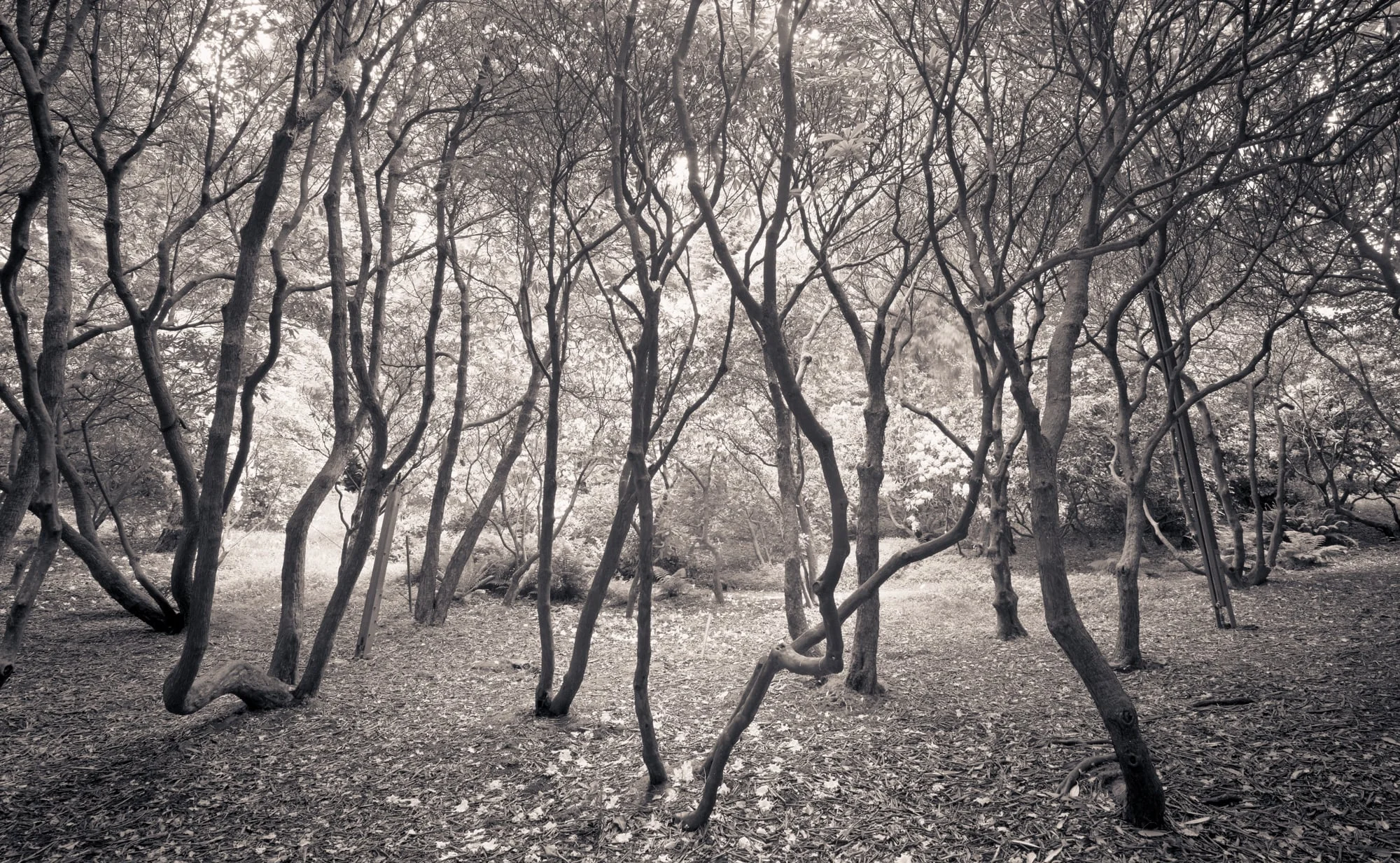 Rhododendron Glen, Washington Arboretum, Seattle, Washington 2005