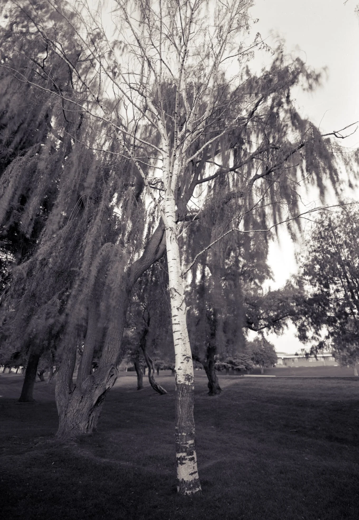 Birch, Smith Park, Rexburg, Idaho, 2004