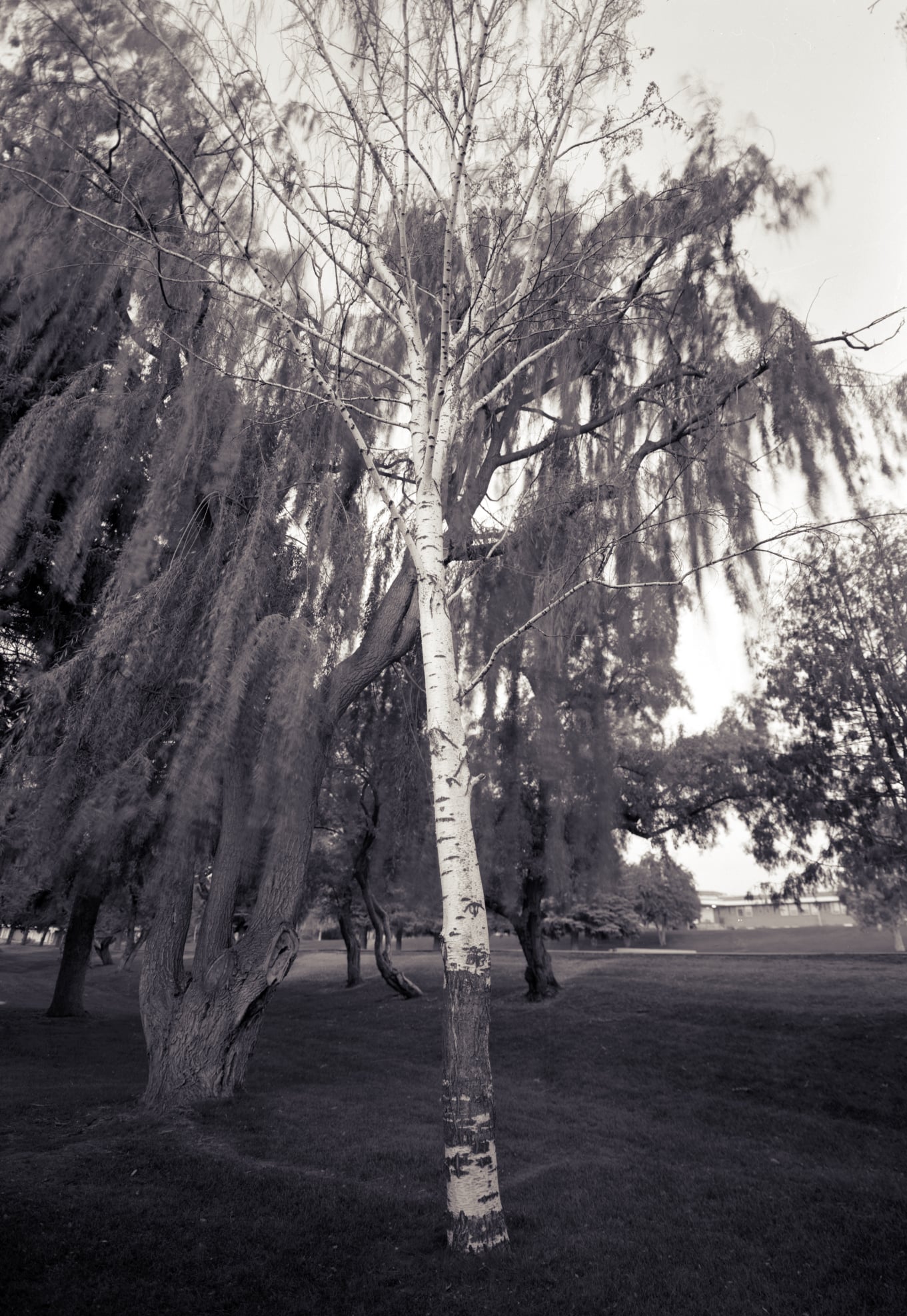 Birch, Smith Park, Rexburg, Idaho, 2004