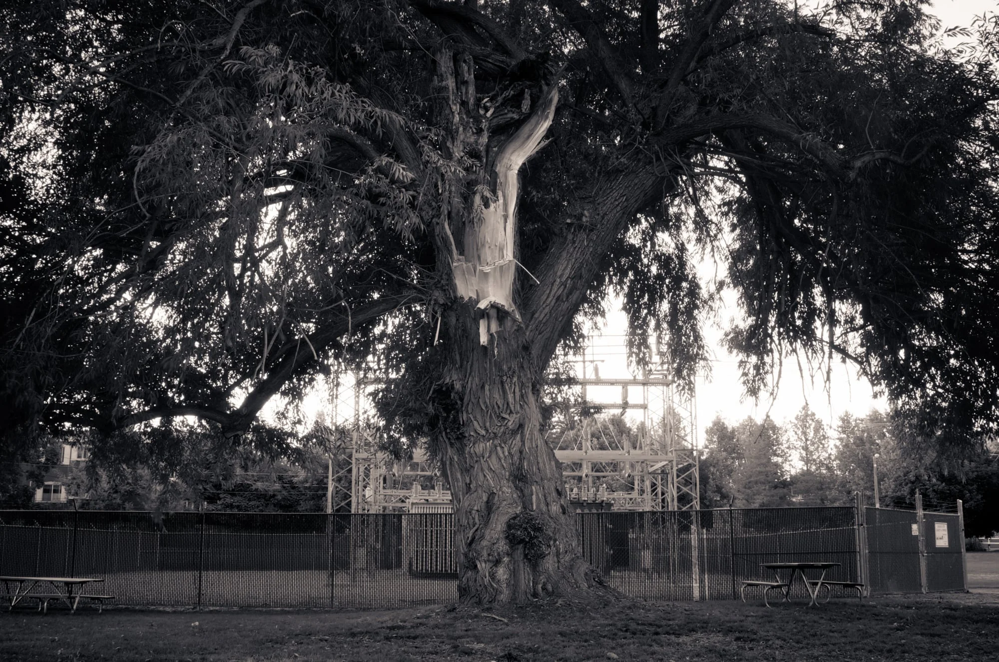 Tree Damaged by Lightning #1, Merlin Olsen Central Park, Logan, Utah, 2008