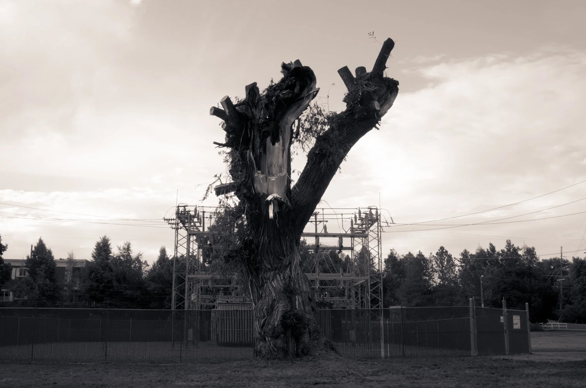 Tree Damaged by Lightning #3, Merlin Olsen Central Park, Logan, Utah, 2008