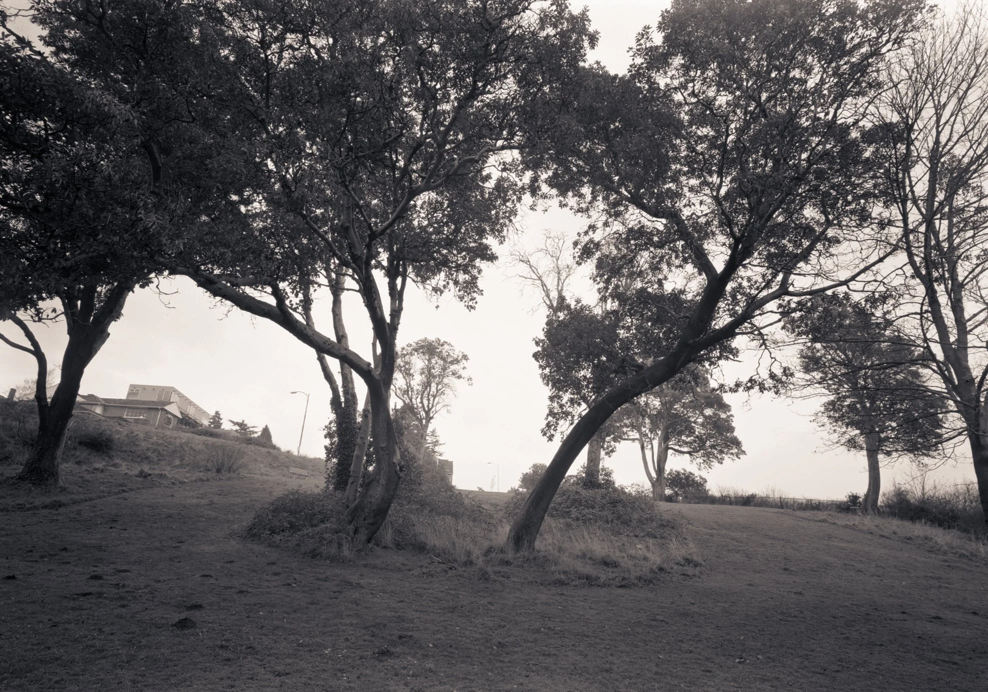 Madrona Trees, Magnolia Park, Seattle, Washington, 2005