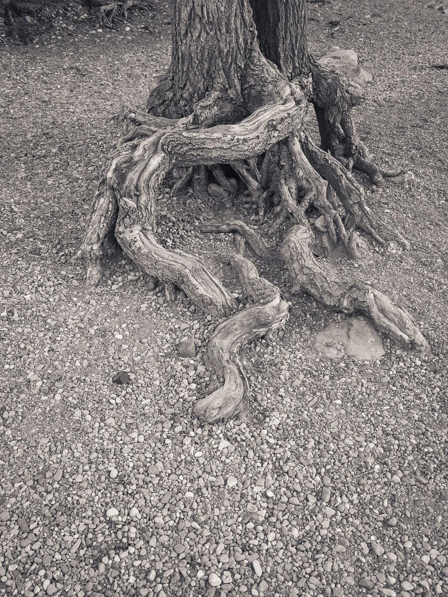 Tree Roots Exposed by High Water, Bow River, Banff National Park, Alberta 2015