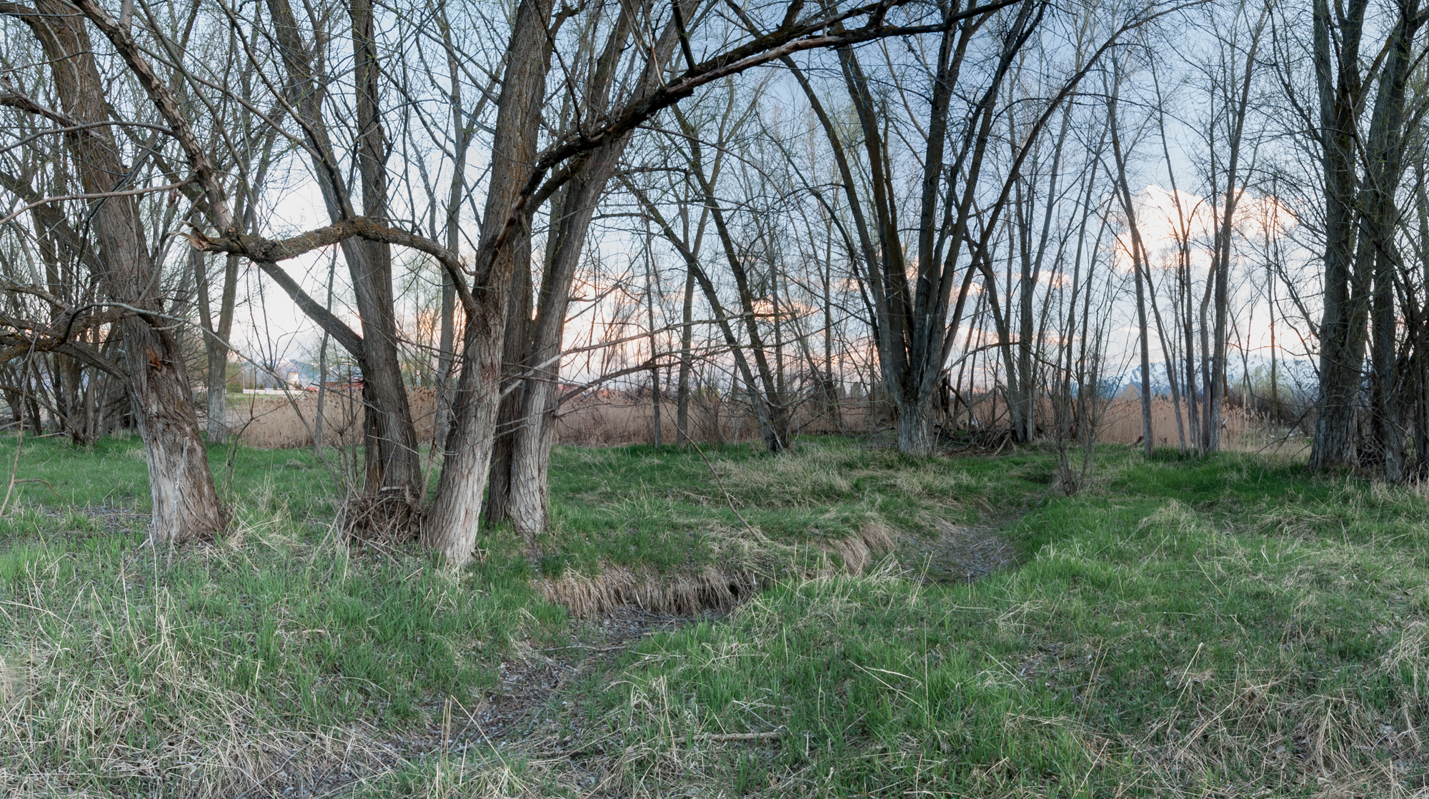 Cottonwoods, Ditch, Benson, Utah, 2016