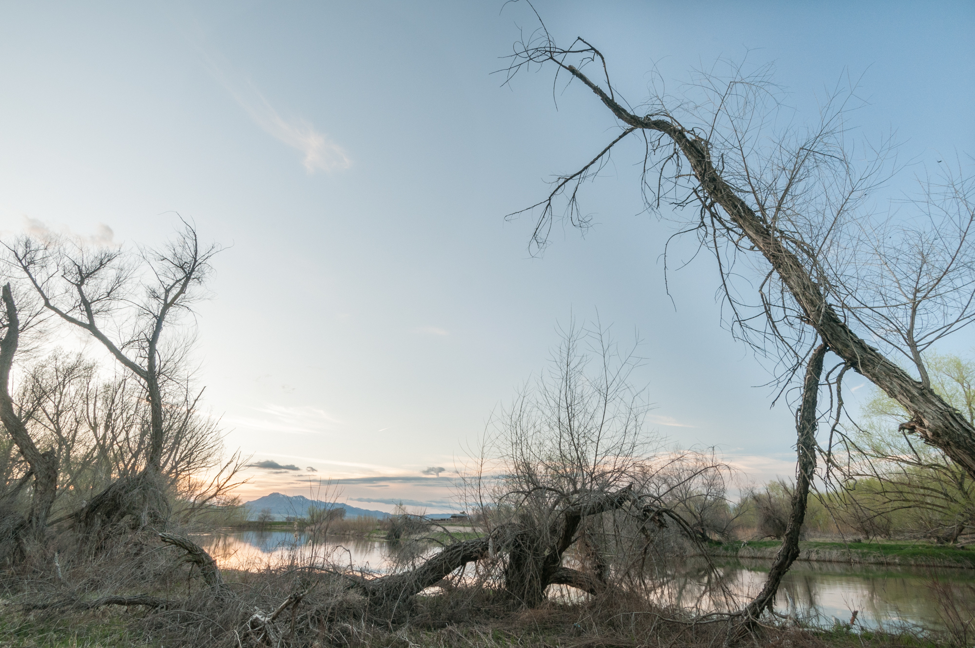 Cottowoods, Bear River, Benson, Utah, 2016