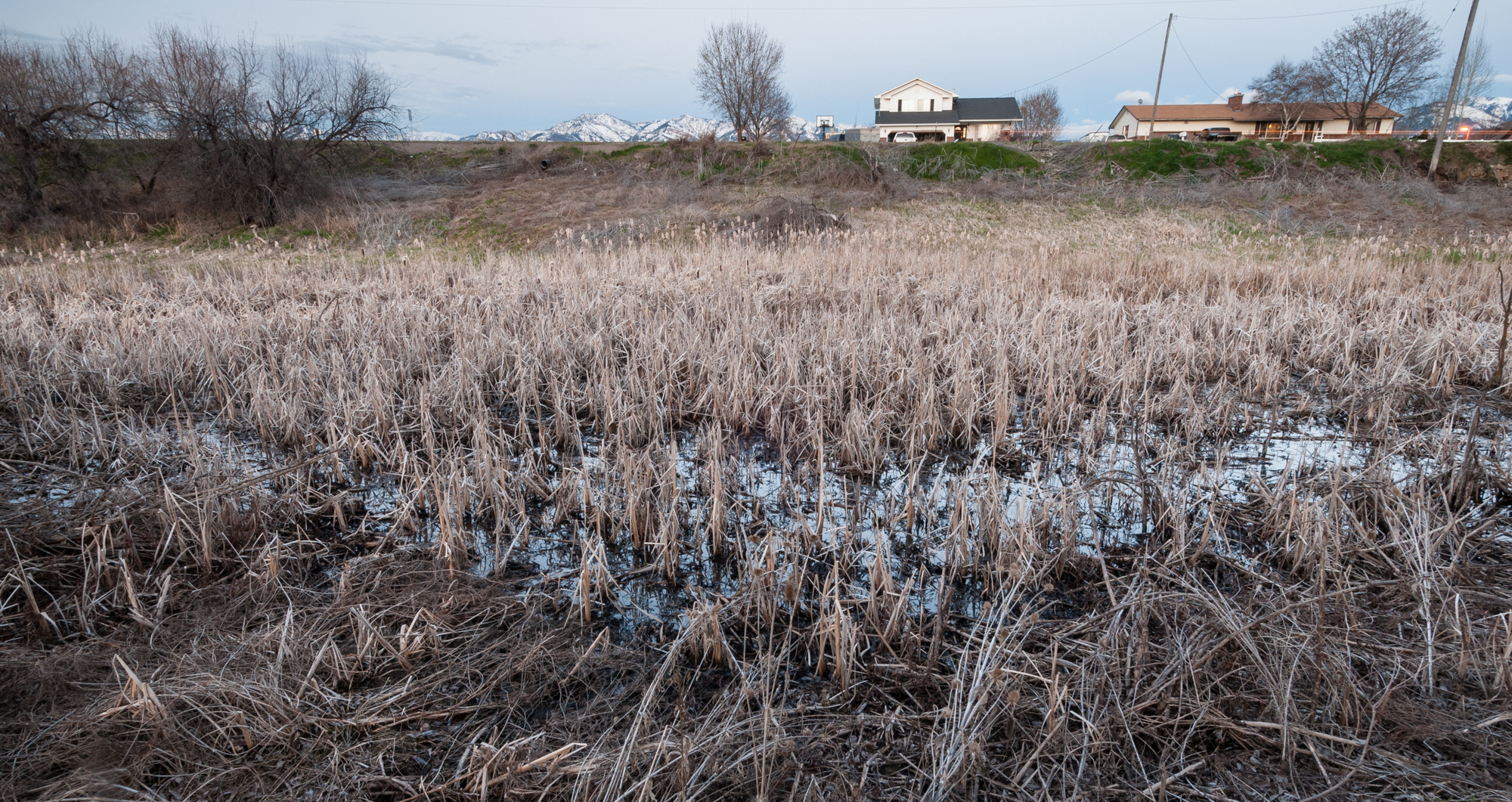 Cattails, Benson, Utah, 2016