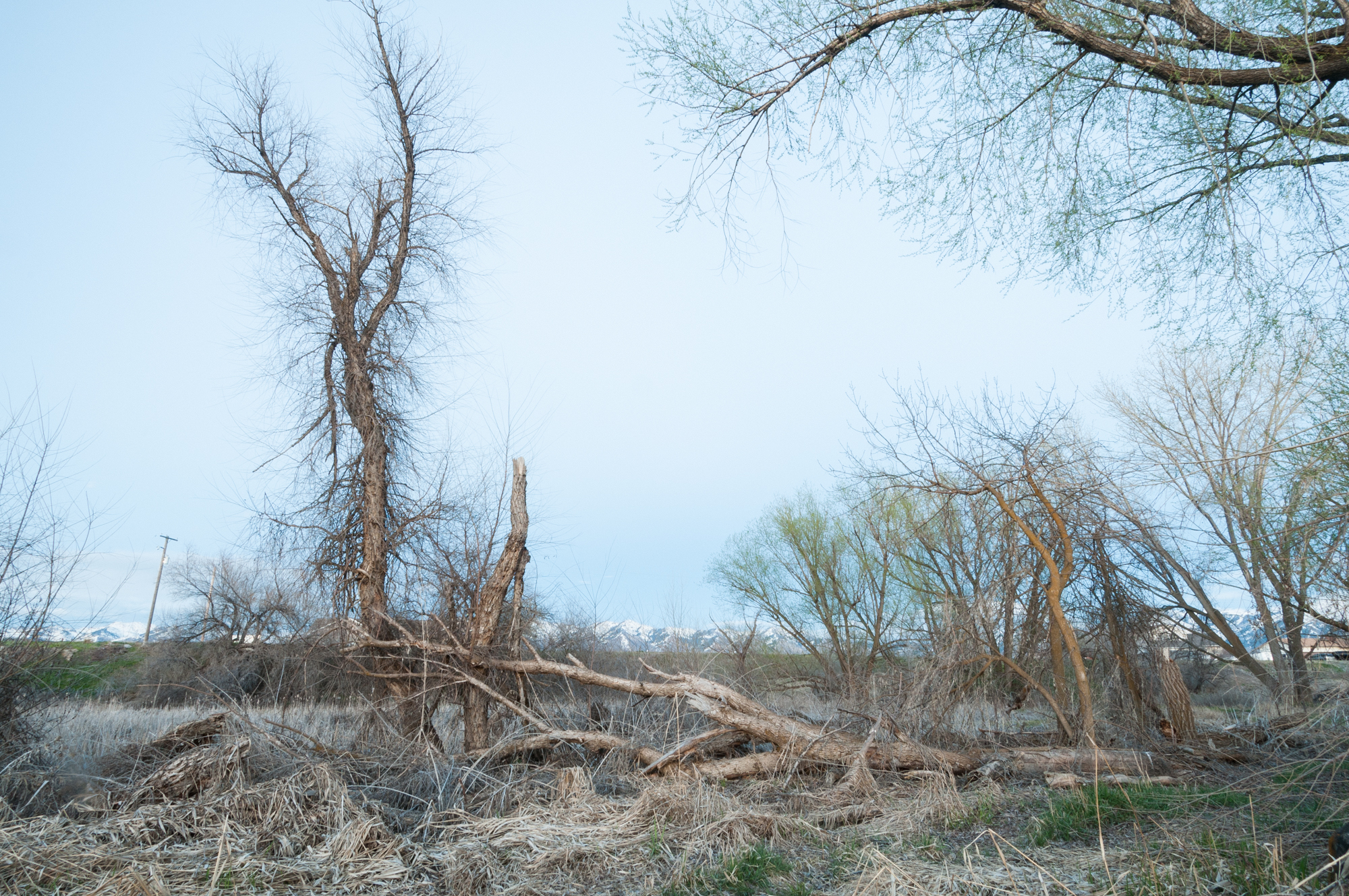 Live and Fallen Cottonwood Trees, Benson, Utah, 2016