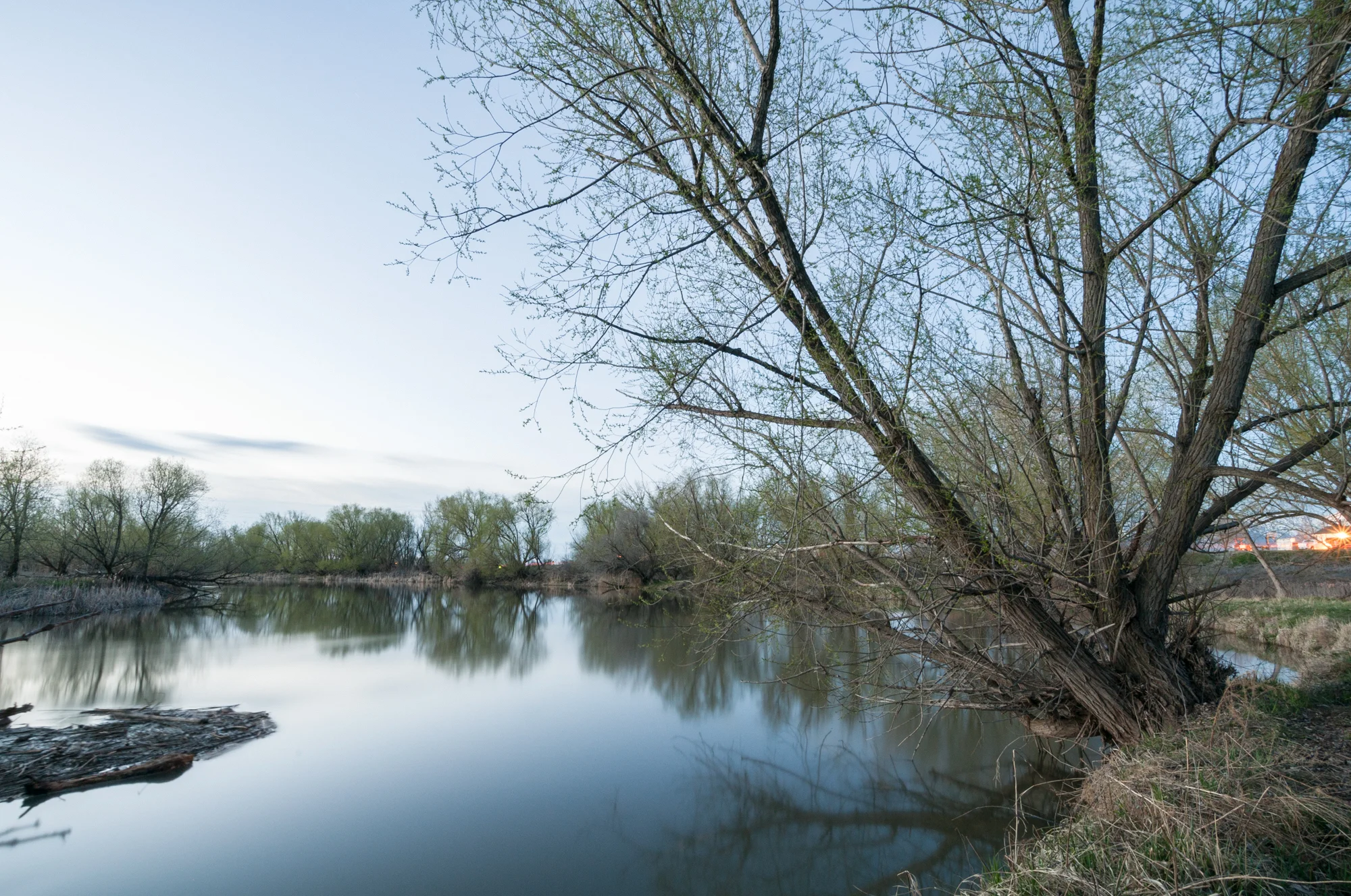 Cottonwood Trees on the Banks of Bear River, Benson, Utah, 2016