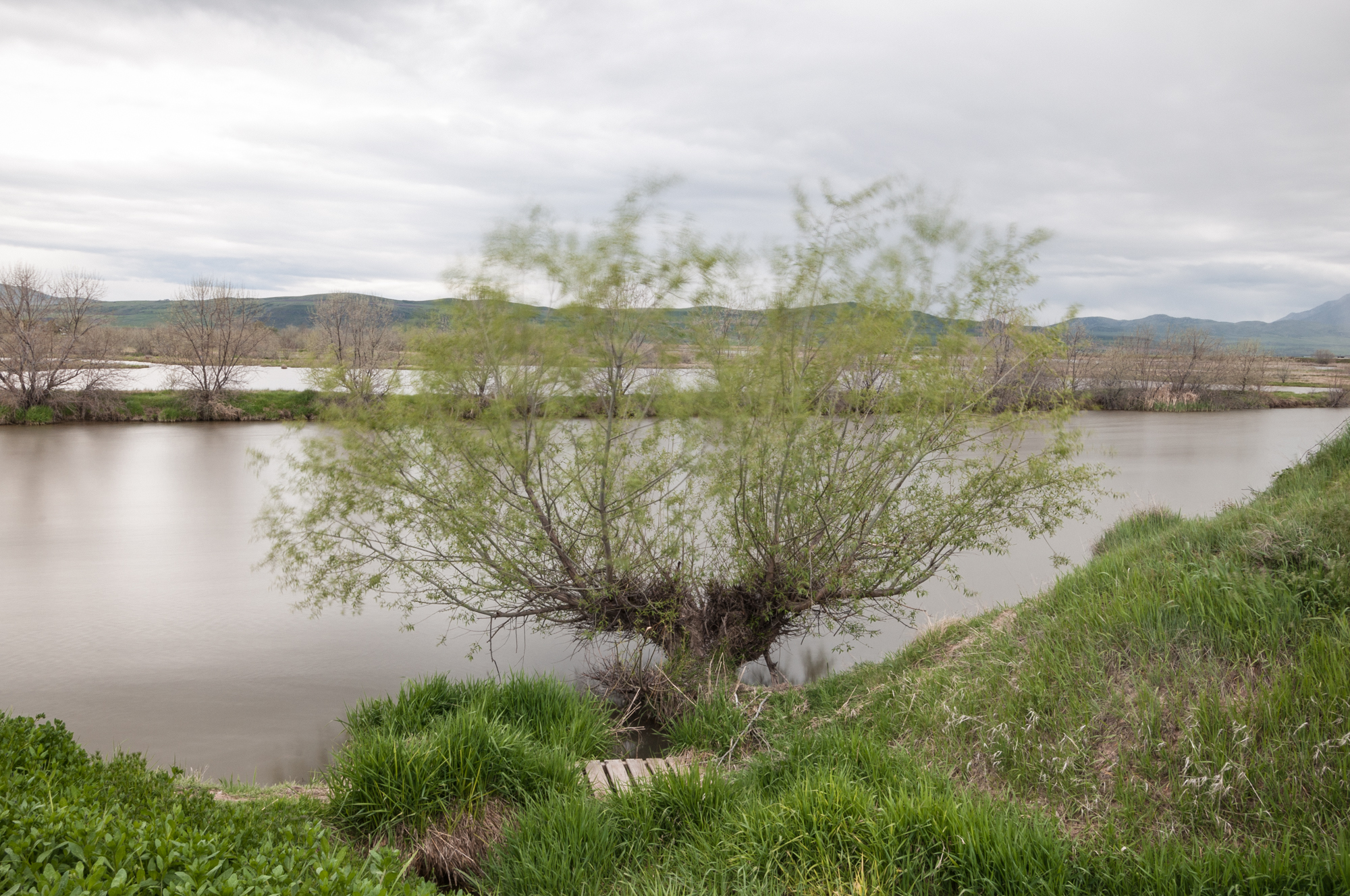 Tree Blown by the Breeze, Bear River, Benson, Utah, 2016