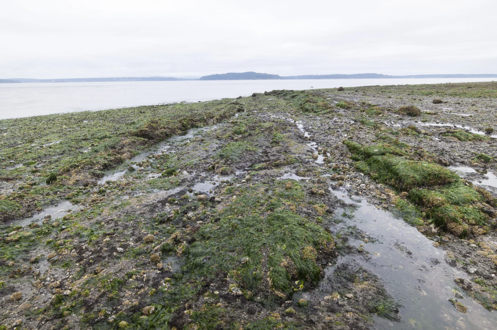 Alki Point, Washington 2016