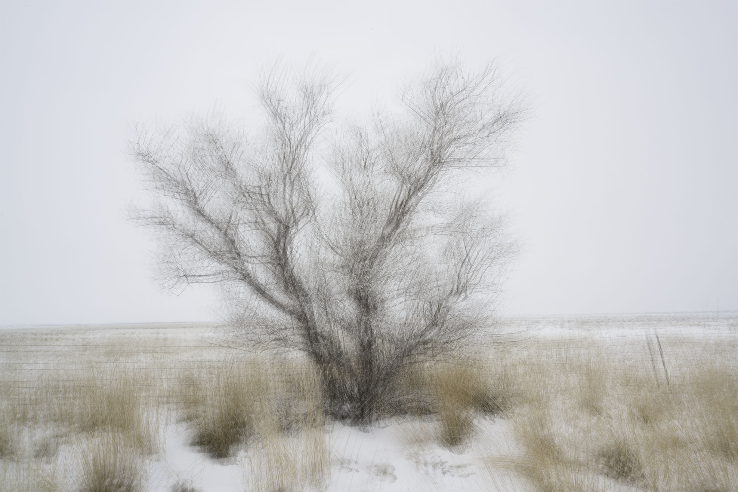 Forty Two Moments in Bear River Migratory Bird Refuge