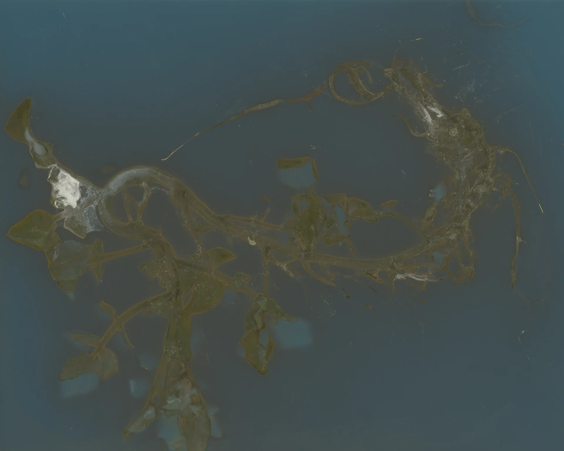 ADP_lumen001.jpg