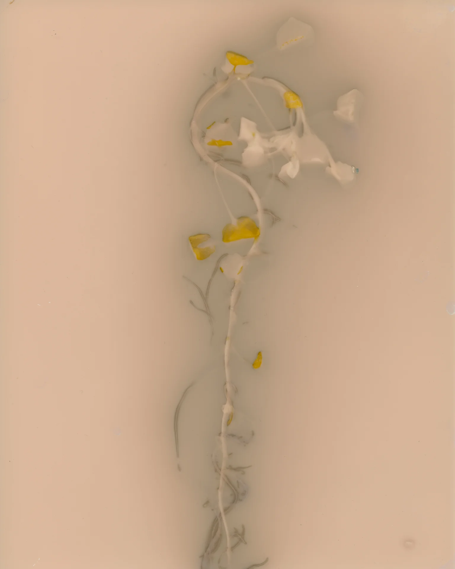 ADP_lumen004.jpg