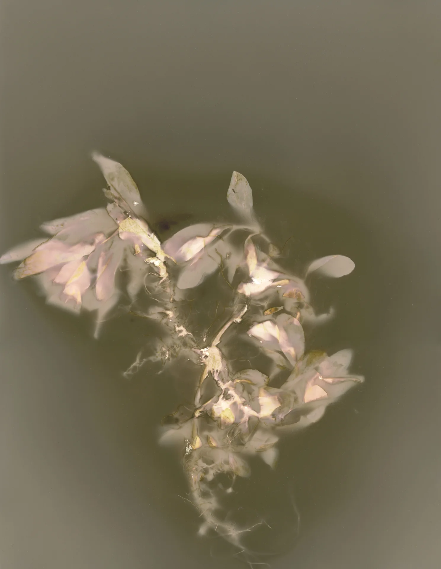 Photogram4.jpg