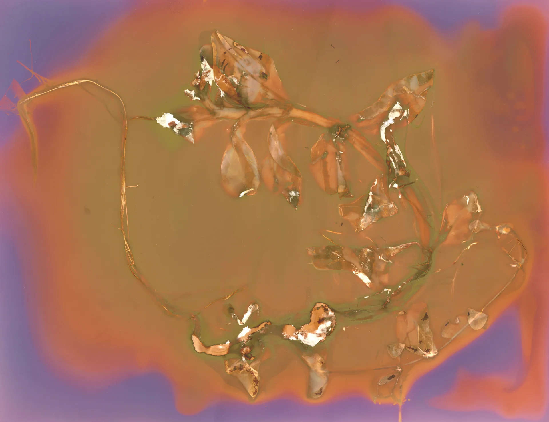 Photogram6.jpg