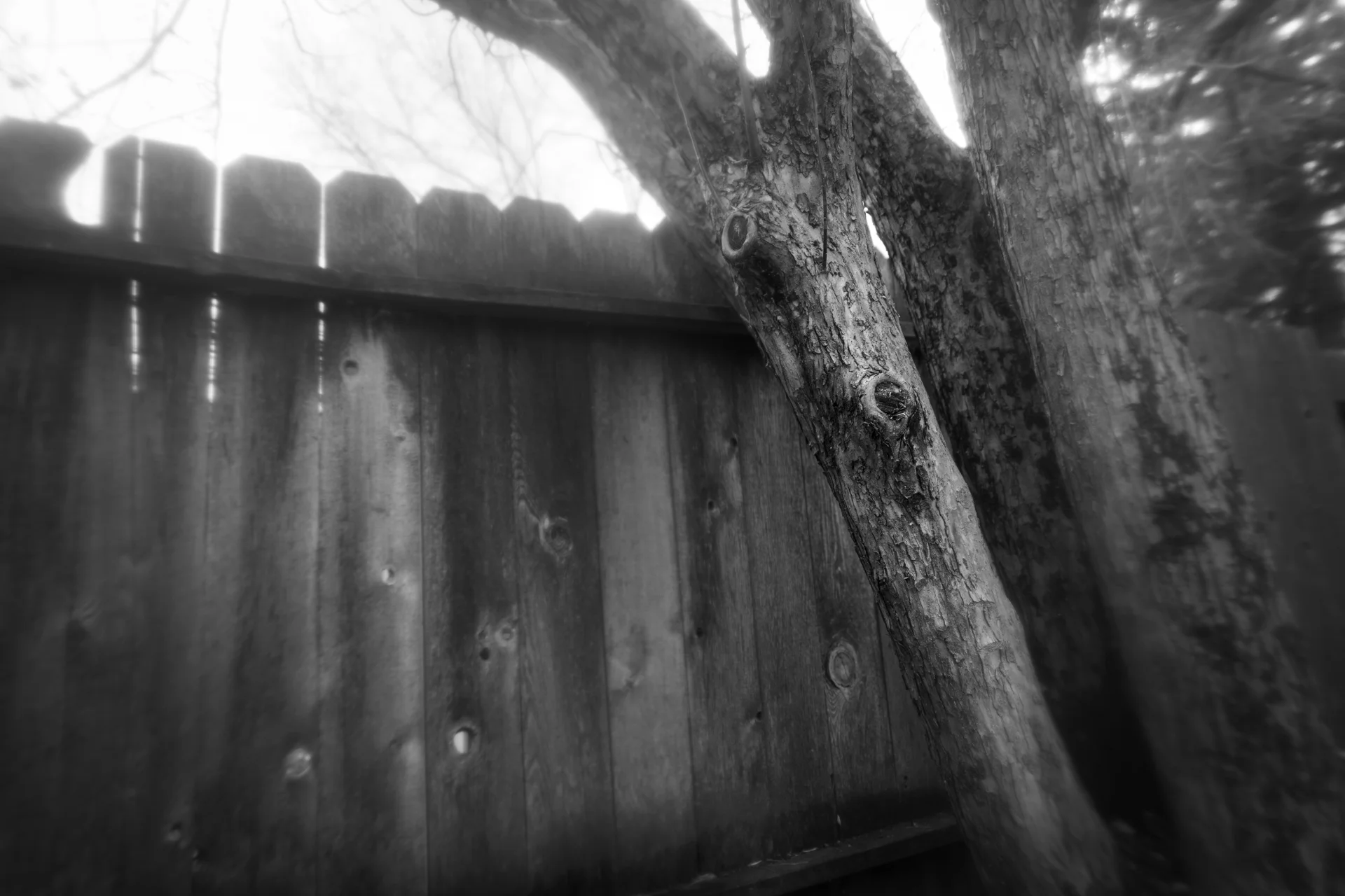 Don’t Jump the Fence