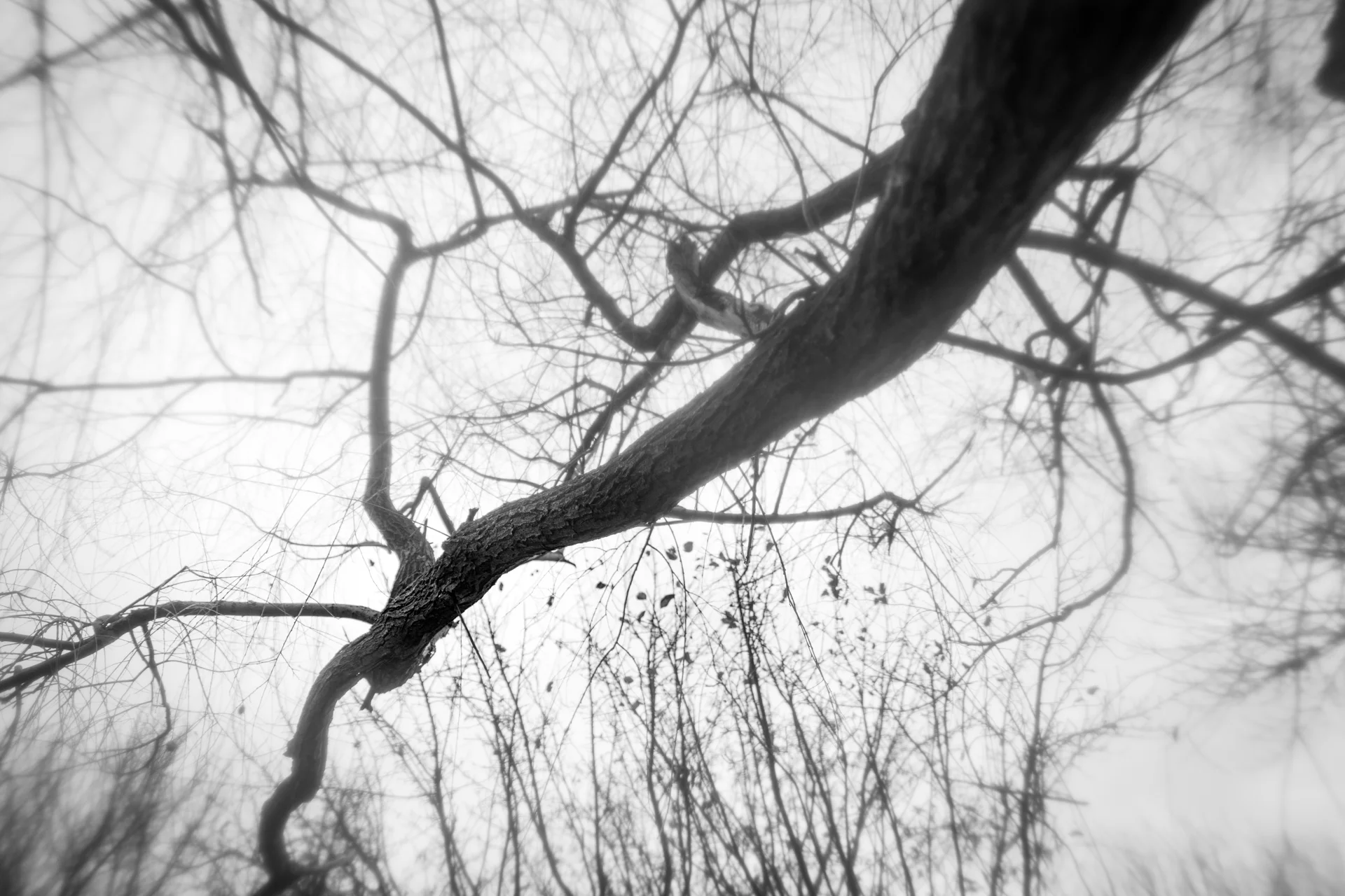 Reach to the Sky