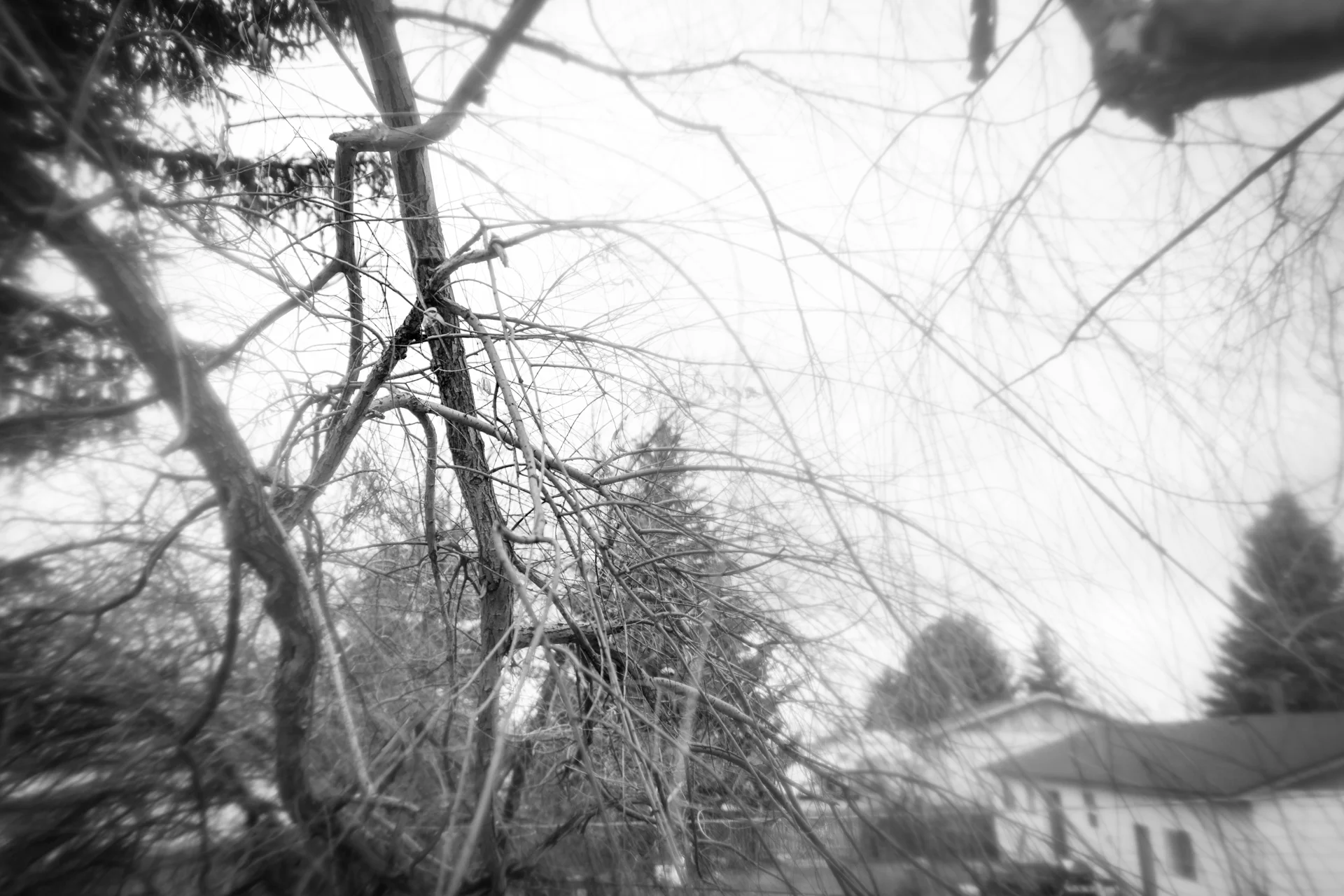 Encompassed by the Branches