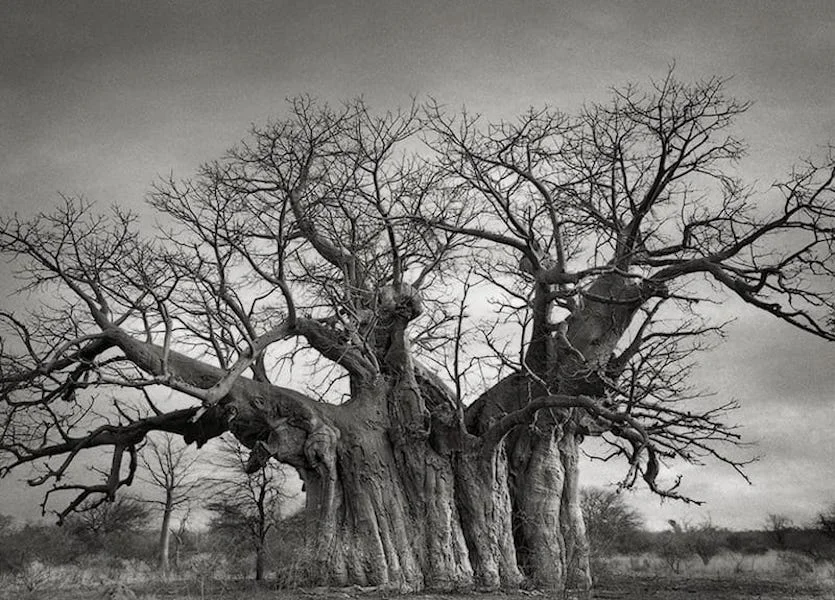 THE-BUFFLESDRIFT-BAOBAB.jpg