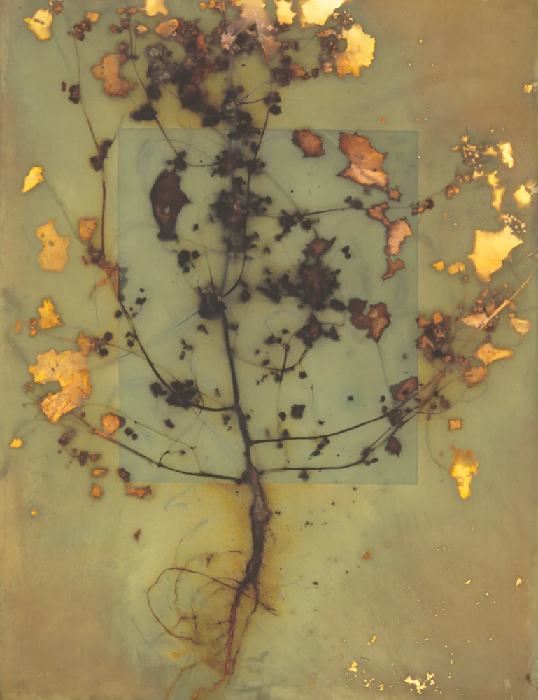Earth Vegetation 06/01
