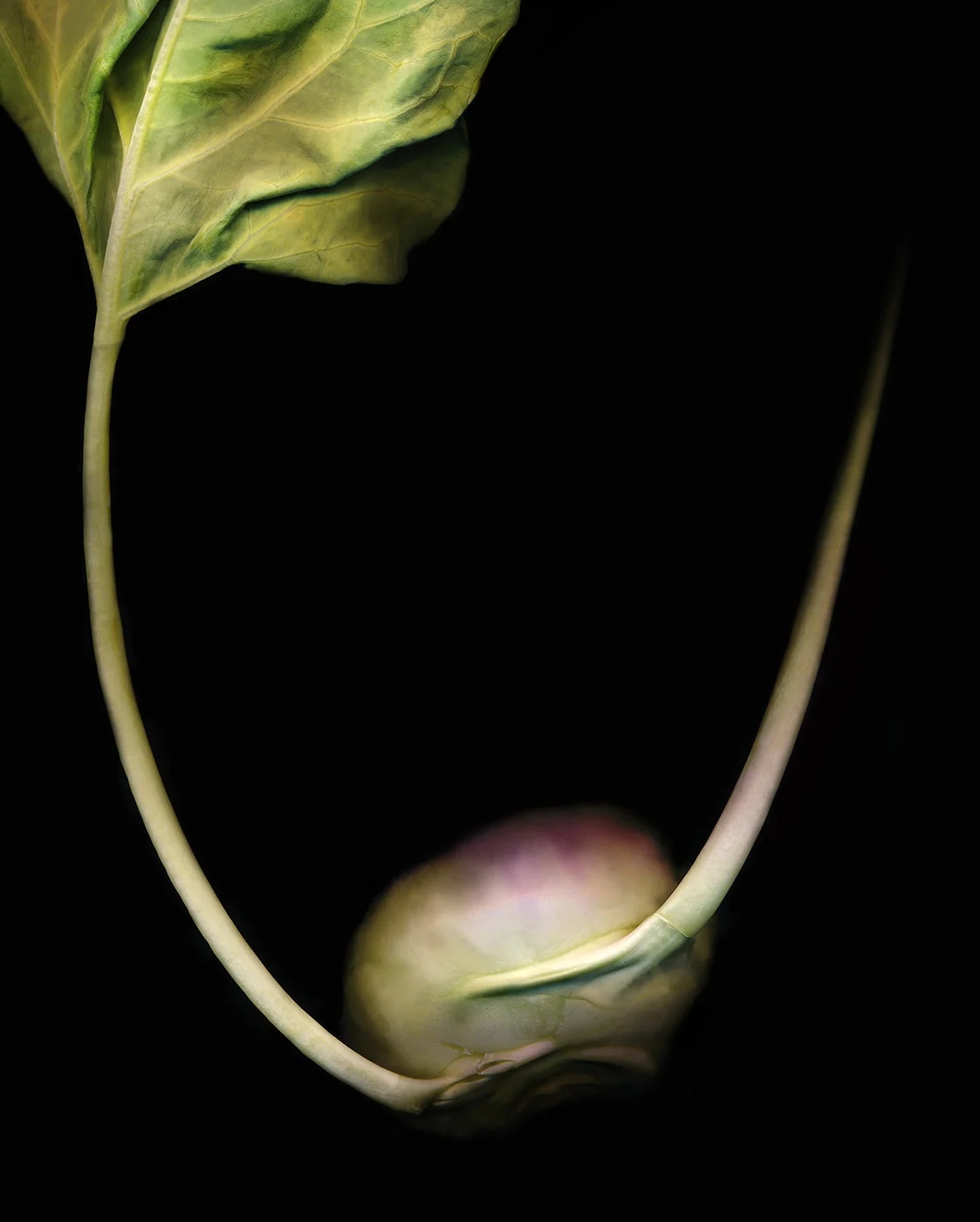 Kohlrabri+1.jpg