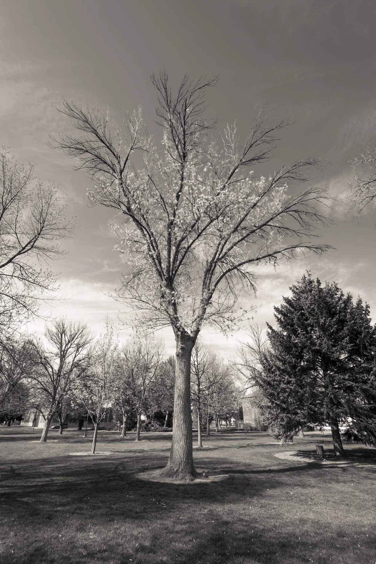 City Park, Twin Falls, Idaho 2019
