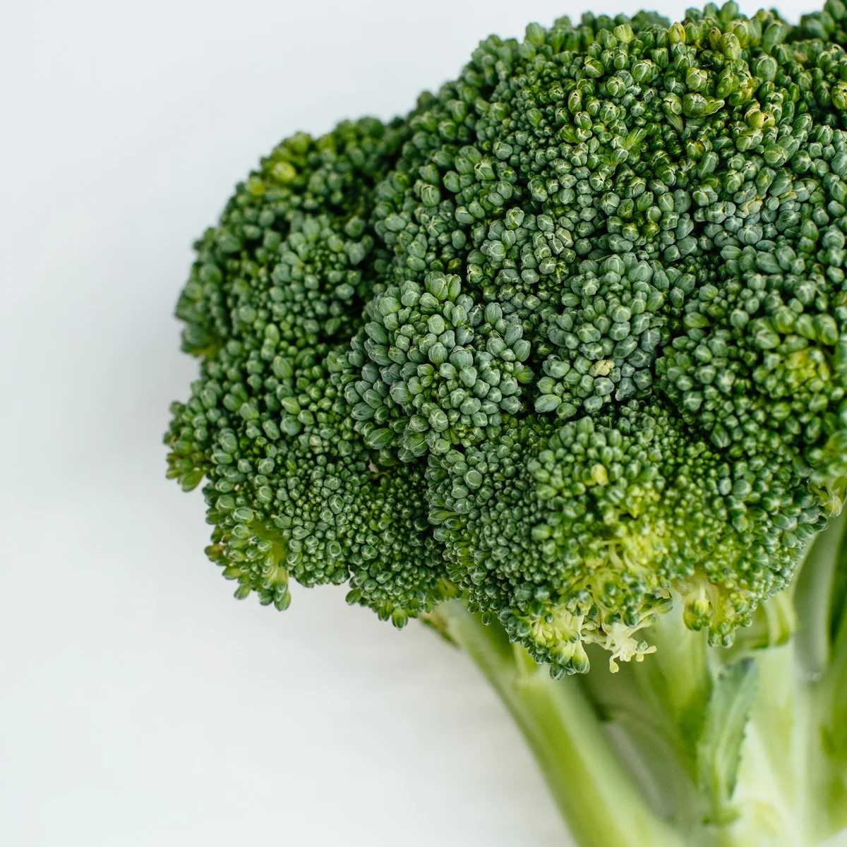 broccoli.jpg