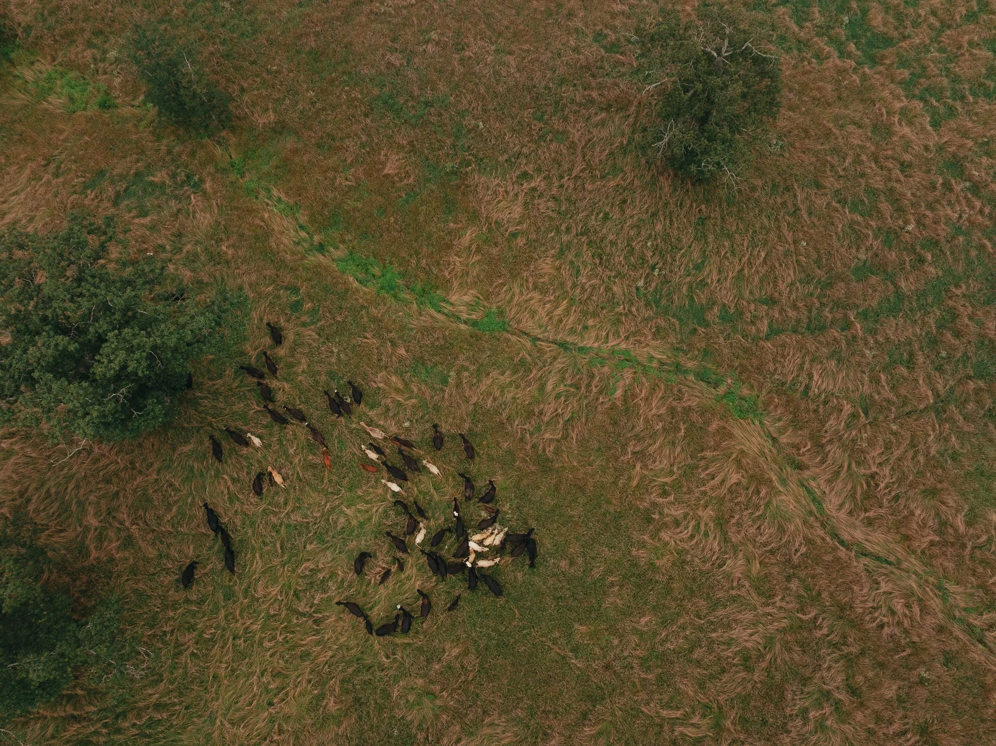 WhollyCow0625-007.jpg