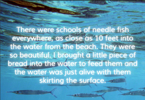 Guam_needlefish.jpg