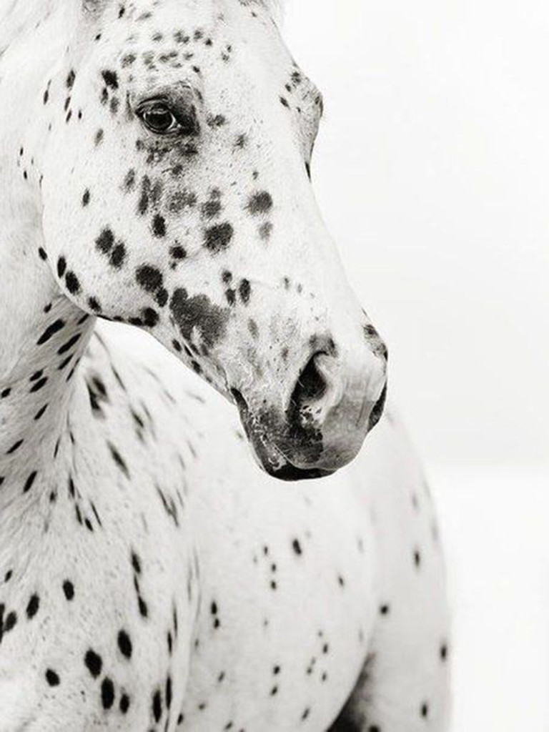 PATTERNITY_Leopard-Appaloosa_Stephanie-moon-1.jpg