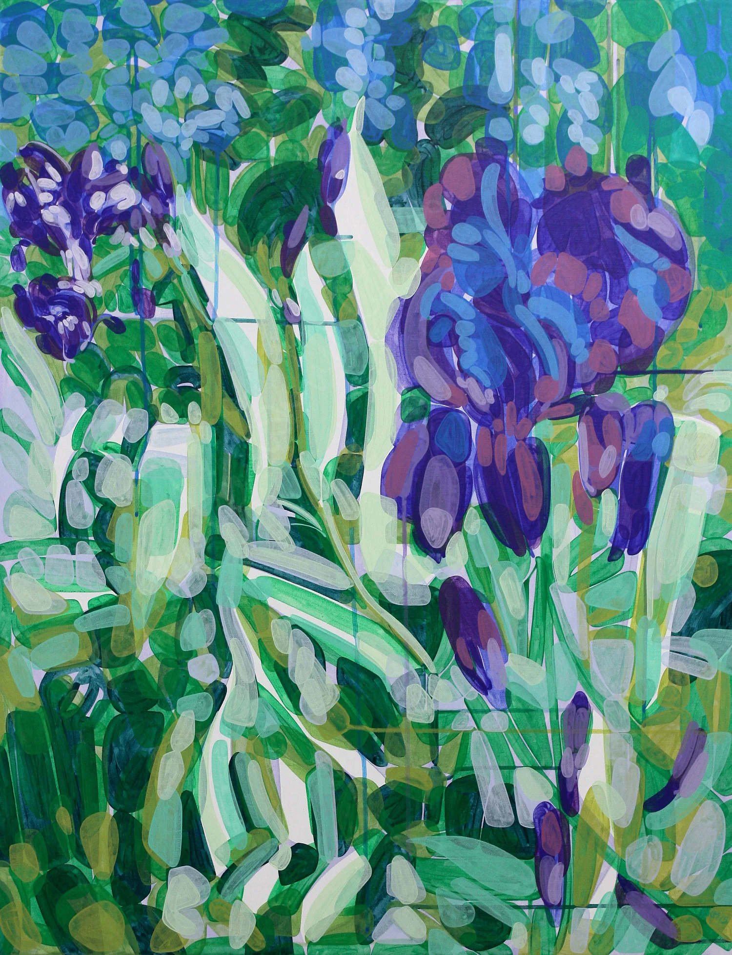 Iris Sibirica
