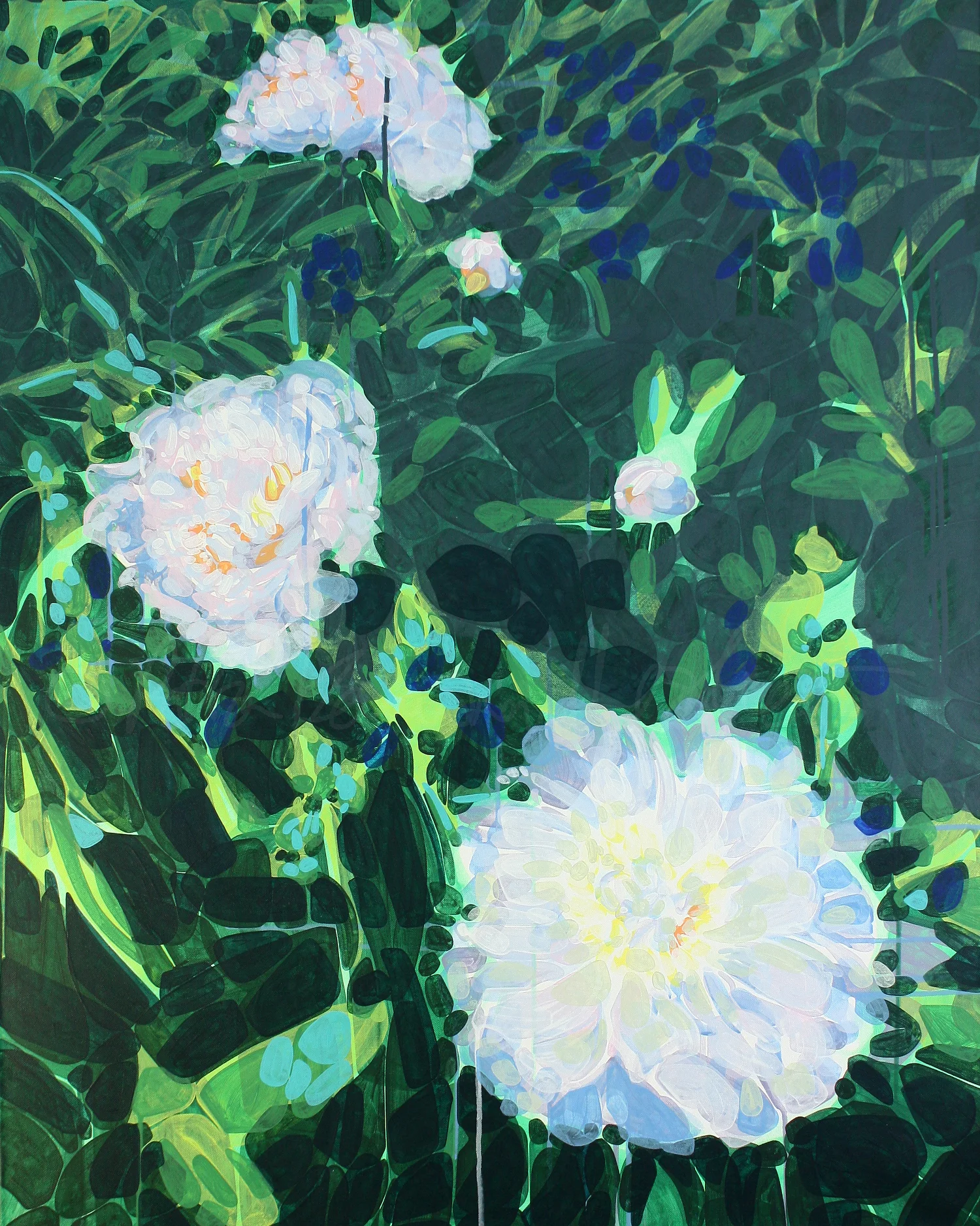 Paeonia